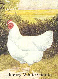 
Heritage chicken breed: Jersey White Giants.
